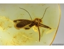 Extremely Rare Phoresy Springtail Collembola. Fossil insect in Baltic amber #14434