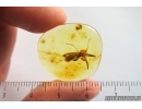 Extremely Rare Phoresy Springtail Collembola. Fossil insect in Ukrainian Rovno amber #14434R