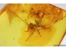 Cricket Orthoptera, Spider and Gnat. Fossil inclusions in Baltic amber #14435