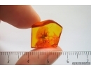 Cricket Orthoptera, Spider and Gnat. Fossil inclusions in Baltic amber #14435