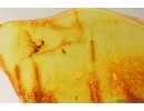 Rare scene Ant in Spider web. Fossil inclusions Baltic amber #14436