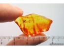 Rare scene Ant in Spider web. Fossil inclusions Baltic amber #14436