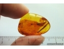 Thuja, Cupressaceae. Fossil inclusion in Baltic amber #14438