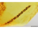 Nice Thuja, Cupressaceae. Fossil inclusion in Baltic amber #14439