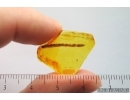 Nice Thuja, Cupressaceae. Fossil inclusion in Baltic amber #14439