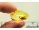 Nice Leaf and Ant. Fossil inclusions in Baltic amber stone #14441
