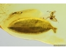 Nice Leaf and Ant. Fossil inclusions in Baltic amber stone #14441