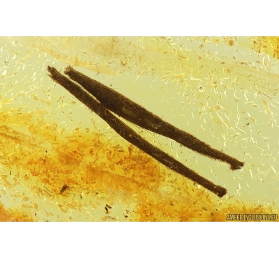 Two Nice Leaves. Fossil inclusions in Baltic amber #14442