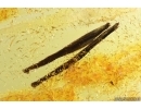 Two Nice Leaves. Fossil inclusions in Baltic amber #14442