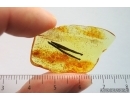 Two Nice Leaves. Fossil inclusions in Baltic amber #14442