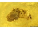 Long 31mm Leaf and Springtail. Fossil inclusions in Ukrainian Rovno amber #14443