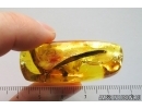 Long 31mm Leaf and Springtail. Fossil inclusions in Ukrainian Rovno amber #14443
