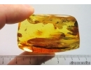 Long 31mm Leaf and Springtail. Fossil inclusions in Ukrainian Rovno amber #14443