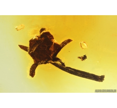 Nice Flower. Fossil inclusion in Baltic amber stone #14444