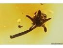 Nice Flower. Fossil inclusion in Baltic amber stone #14444