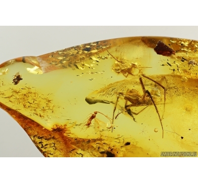 Two Spiders Araneae, Wasp Hymenoptera and More. Fossil inclusions Ukrainian Rovno amber #14445