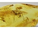 Two Spiders Araneae, Wasp Hymenoptera and More. Fossil inclusions Ukrainian Rovno amber #14445