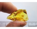 Two Spiders Araneae, Wasp Hymenoptera and More. Fossil inclusions Ukrainian Rovno amber #14445