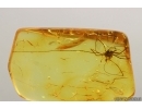 Nice Harvestman Opiliones. Fossil inclusion in Baltic amber #14446