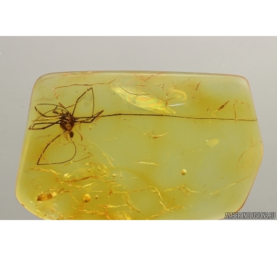 Nice Harvestman Opiliones. Fossil inclusion in Baltic amber #14446