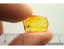 Nice Harvestman Opiliones. Fossil inclusion in Baltic amber #14446