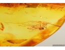 Nice Harvestman Opiliones. Fossil inclusion in Baltic amber #14447