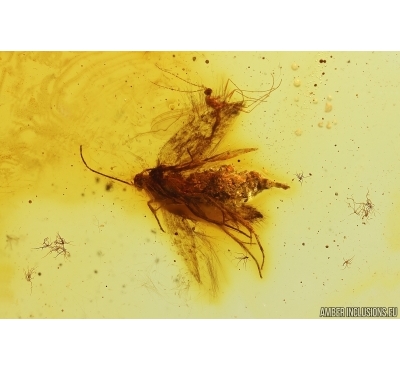 Nice Moth Lepidoptera and More. Fossil inclusions Baltic amber stone #14448