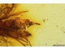 Nice Moth Lepidoptera and More. Fossil inclusions Baltic amber stone #14448