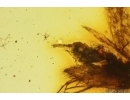 Nice Moth Lepidoptera and More. Fossil inclusions Baltic amber stone #14448