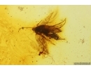 Nice Moth Lepidoptera and More. Fossil inclusions Baltic amber stone #14448