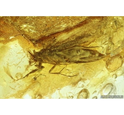 Moth Lepidoptera. Fossil inclusion Ukrainian Rovno amber #14449R