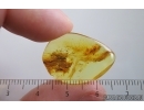 Moth Lepidoptera. Fossil inclusion Ukrainian Rovno amber #14449R