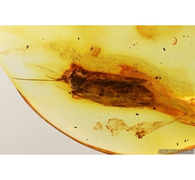Nice Big Moth Lepidoptera. Fossil inclusion Baltic amber stone #14450