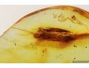 Nice Big Moth Lepidoptera. Fossil inclusion Baltic amber stone #14450