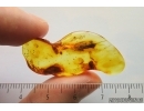 Nice Big Moth Lepidoptera. Fossil inclusion Baltic amber stone #14450