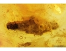 Caterpillar Case, Lepidoptera. Fossil inclusion in Baltic amber #14451