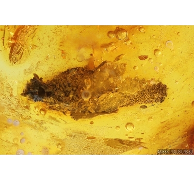 Caterpillar Case, Lepidoptera. Fossil inclusion in Baltic amber #14451