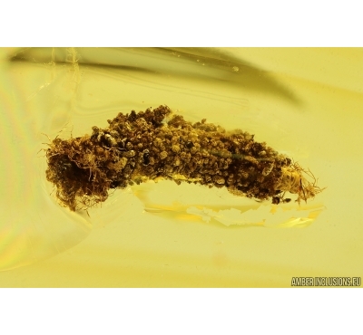 Caterpillar in Case, Lepidoptera. Fossil inclusion in Baltic amber #14452