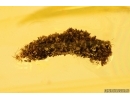 Caterpillar in Case, Lepidoptera. Fossil inclusion in Baltic amber #14452