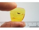 Caterpillar in Case, Lepidoptera. Fossil inclusion in Baltic amber #14452