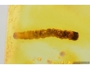 Nice Caterpillar Lepidoptera. Fossil inclusion in Baltic amber #14453