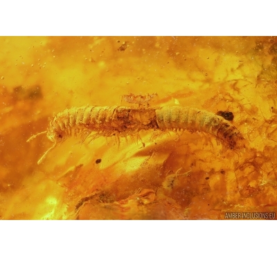 Millipede Diplopoda, Caterpillar case, Beetles and More. Fossil inclusions Baltic amber #14454