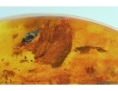 Millipede Diplopoda, Caterpillar case, Beetles and More. Fossil inclusions Baltic amber #14454