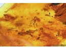 Millipede Diplopoda, Caterpillar case, Beetles and More. Fossil inclusions Baltic amber #14454