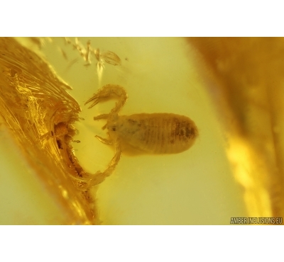 Pseudoscorpion. Fossil inclusion in Baltic amber stone #14455