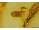 Pseudoscorpion. Fossil inclusion in Baltic amber stone #14455