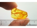 Pseudoscorpion. Fossil inclusion in Baltic amber stone #14455