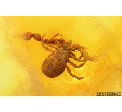 Pseudoscorpion. Fossil inclusion in Baltic amber stone #14456