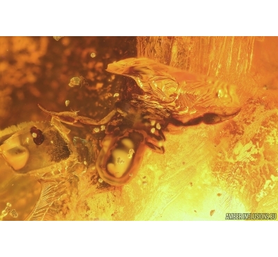 Pseudoscorpion and Plant Lichen. Fossil inclusions Baltic amber stone #14457