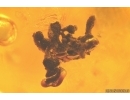 Pseudoscorpion and Plant Lichen. Fossil inclusions Baltic amber stone #14457